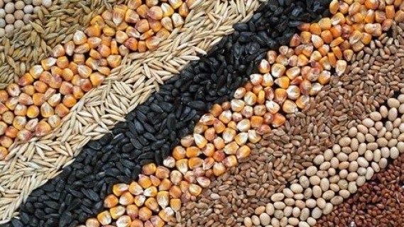 Feira de Sementes Crioulas e Cultura Indígena